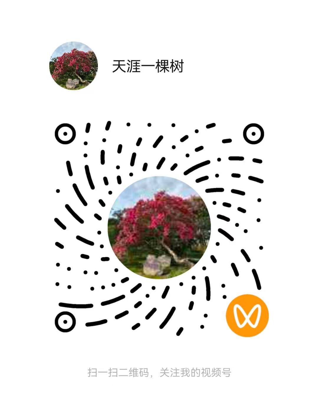 视频号天涯一棵树二维码